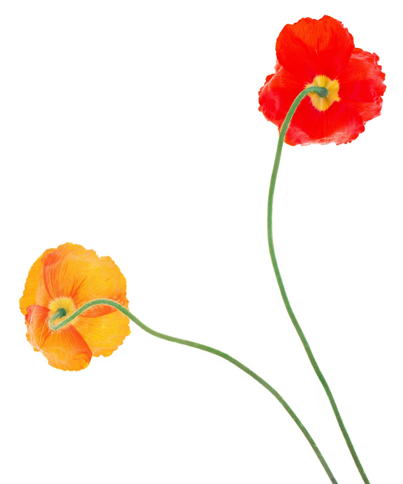 Fleming Cunningham, Big Poppies Left, 2020