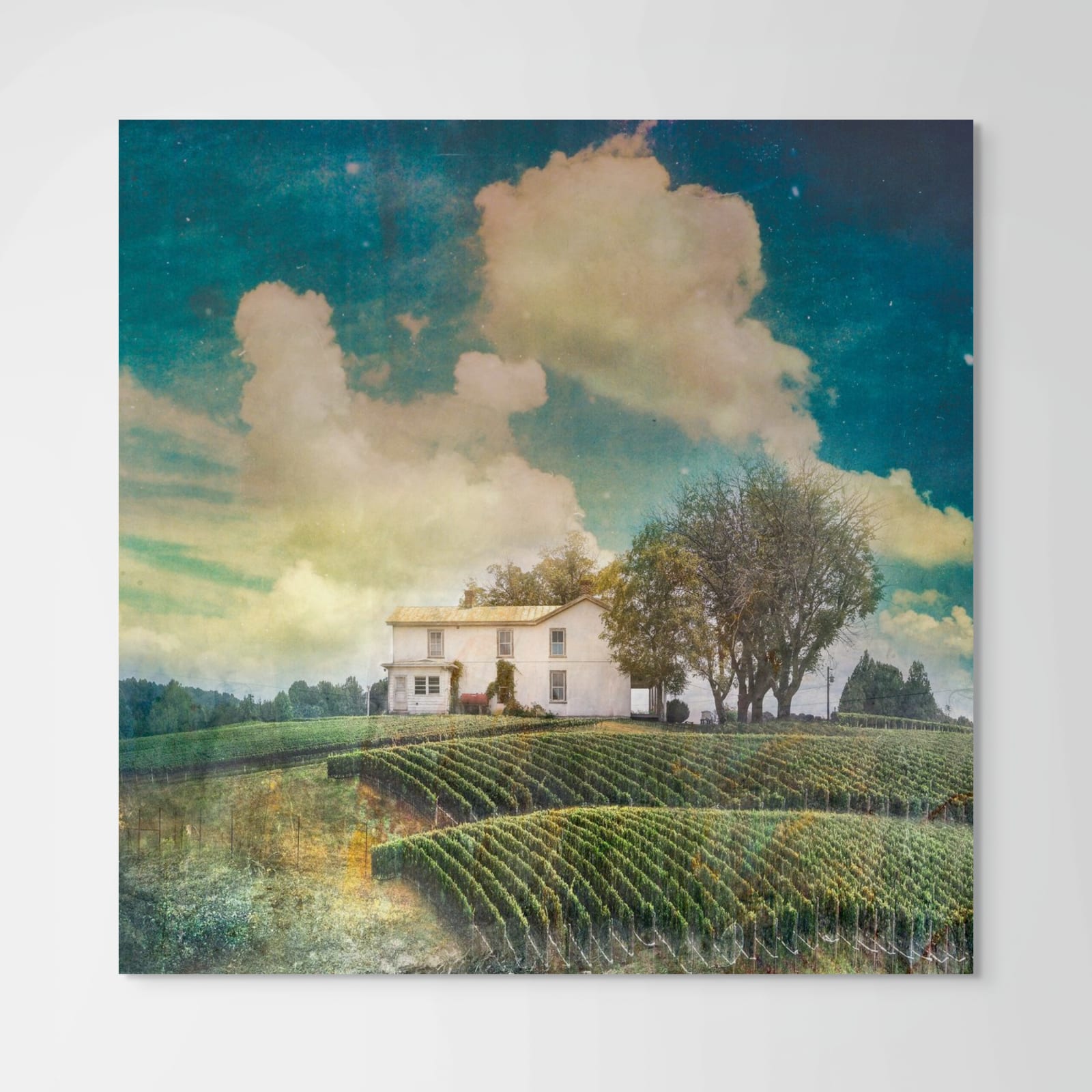 David Douglas, Large Study Early Mountain Vineyard, 2019