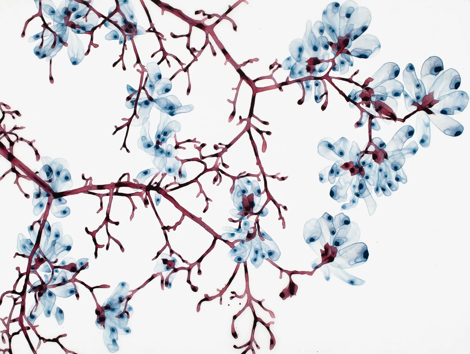 Jackie Battenfield, Phantasma cs3, 2025