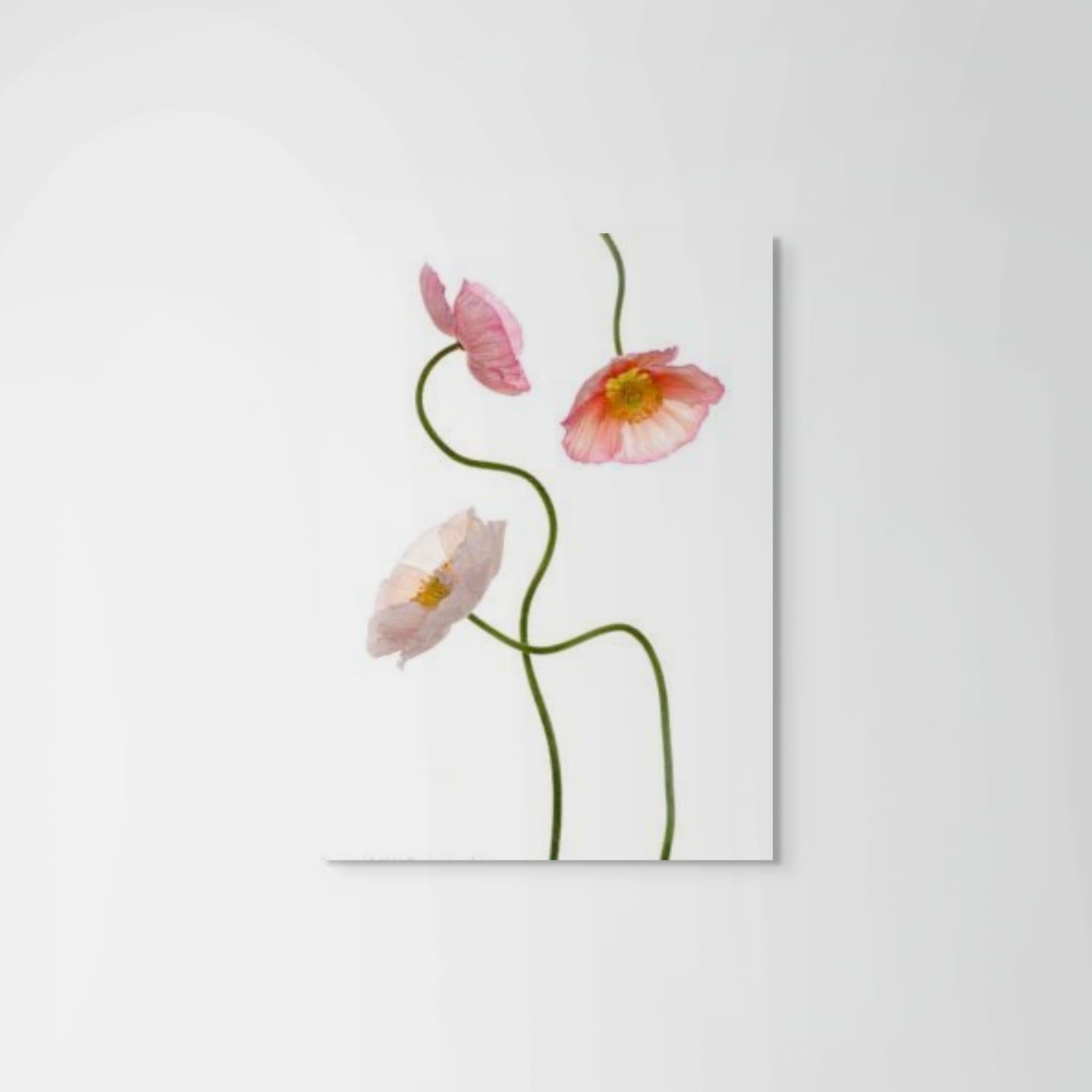 Fleming Cunningham, Three Poppies II, 2001