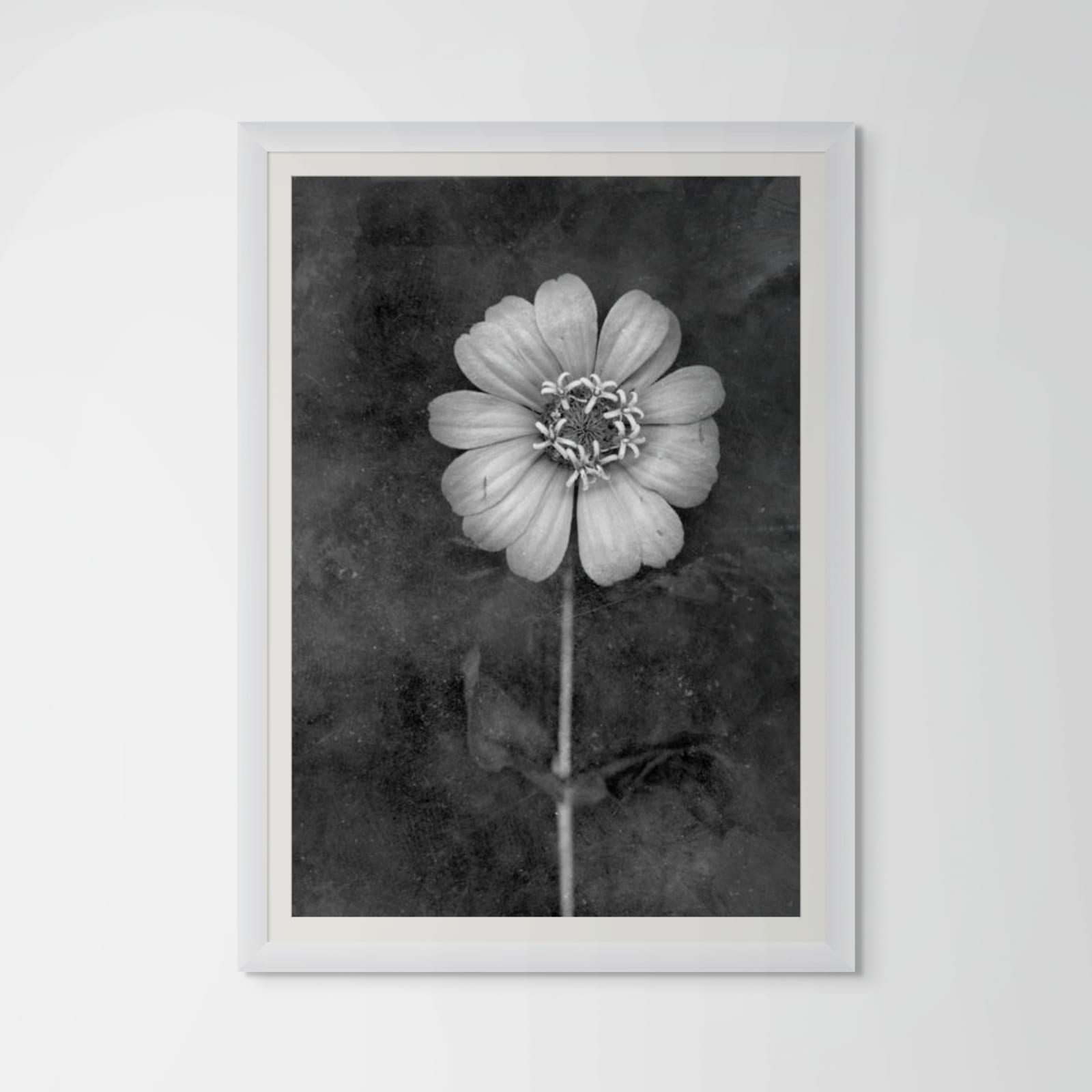 David Douglas, Study Portrait of a Zinnia, 2025