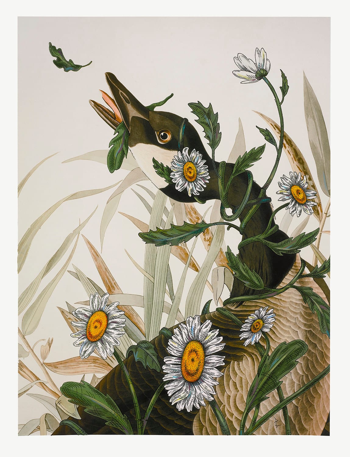 Penelope Gottlieb, Leucanthemum vulgare, 2016