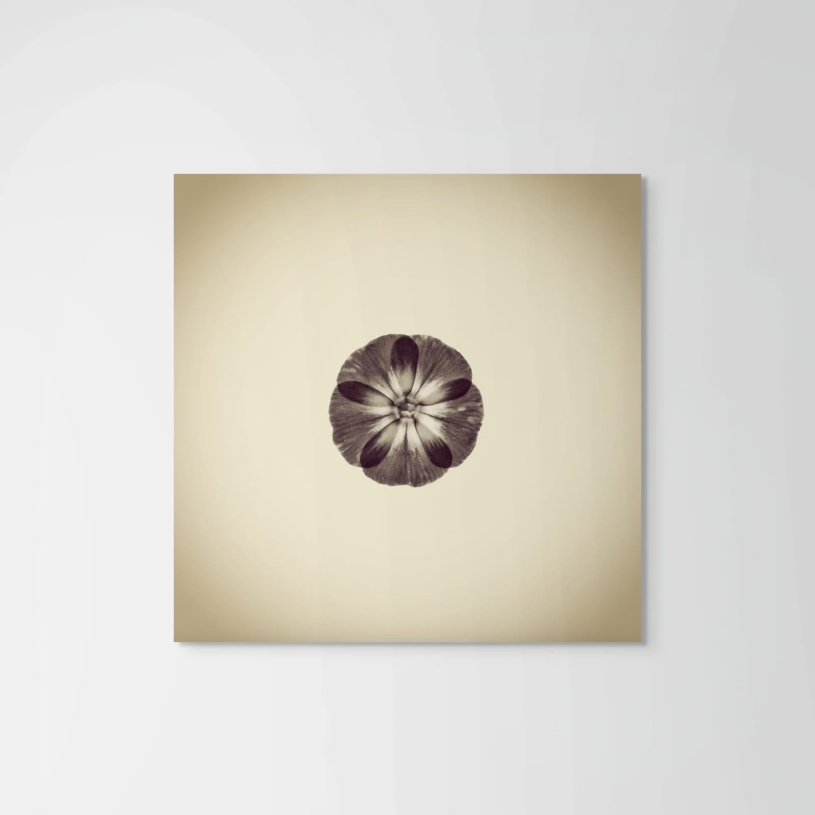 Joshua White, Zinnia, Zinnia sp., 2013