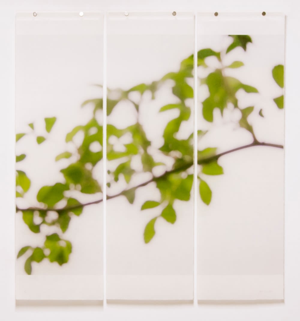 Jeri Eisenberg, First Foliage (Bramble), 2009