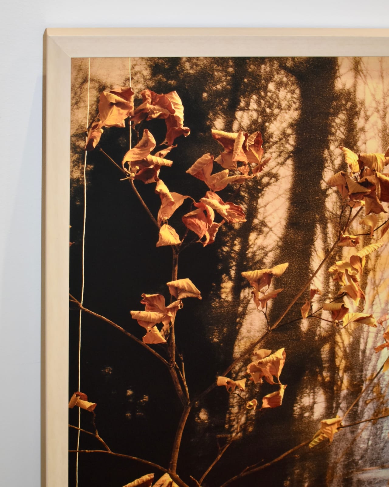 Peter Cochrane, The State Flower of Virginia is Actually a Tree, 2024