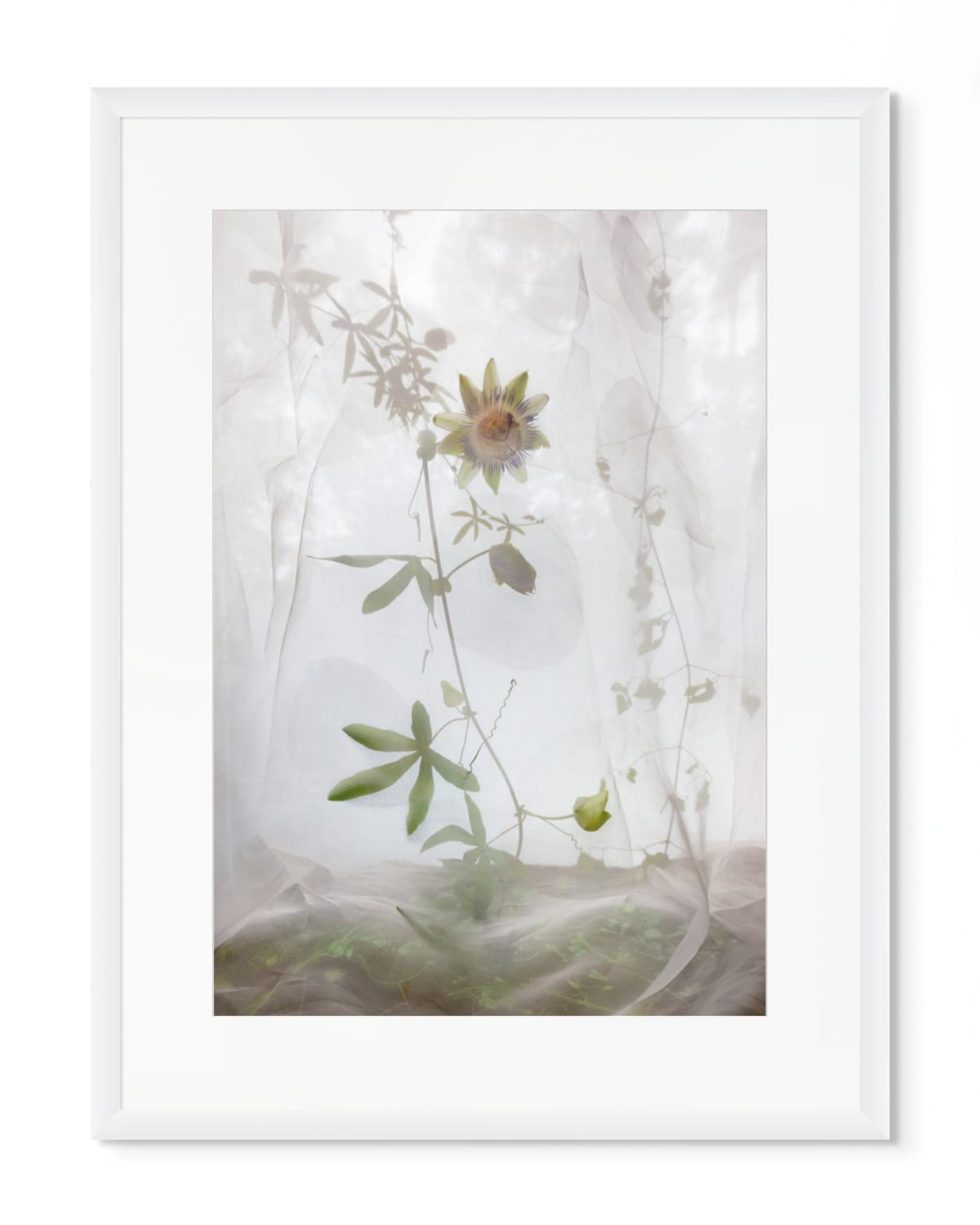 Pam Fox, Passionflower, 2025