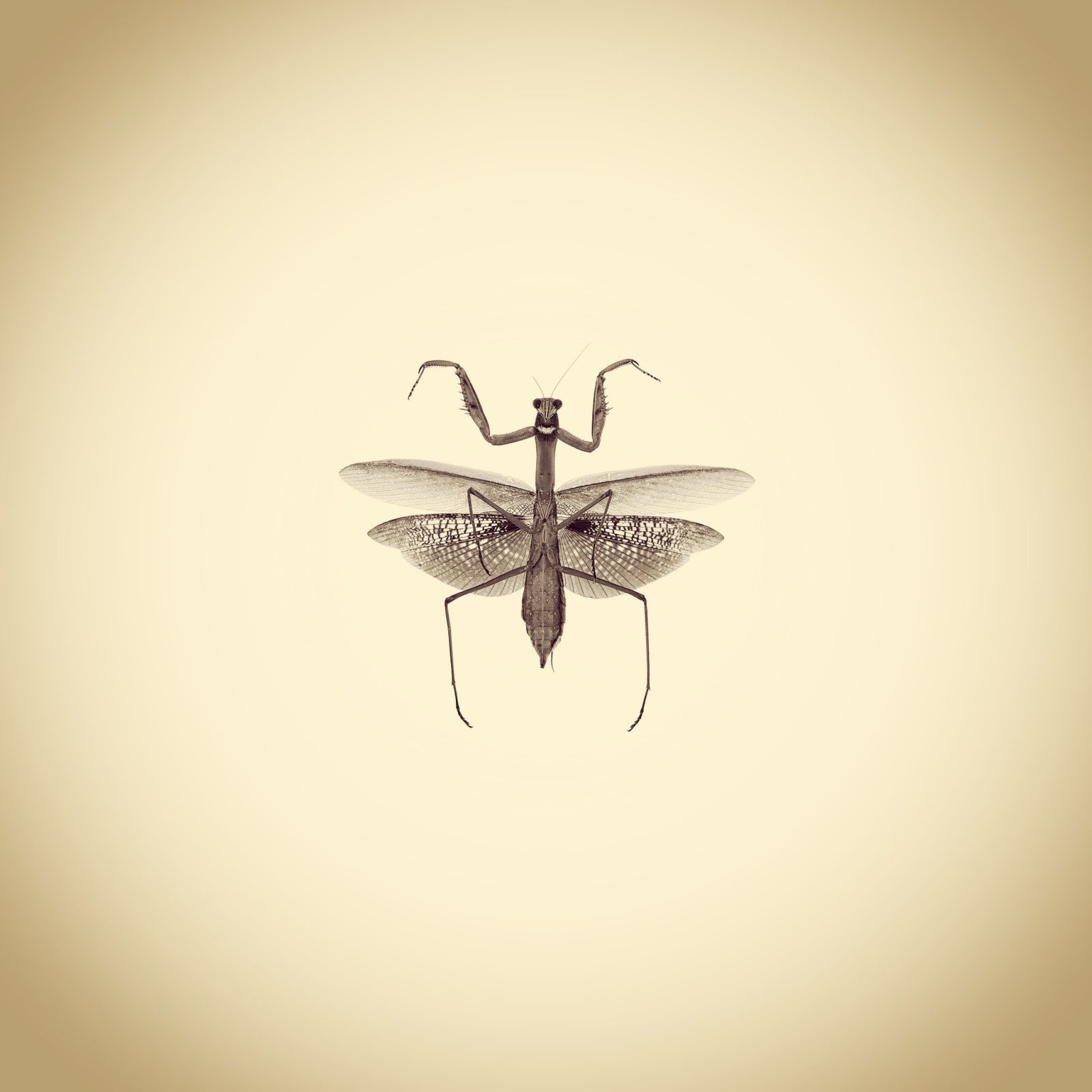 Joshua White, Female Chinese Mantis, Tenodera sinenesis, 2017