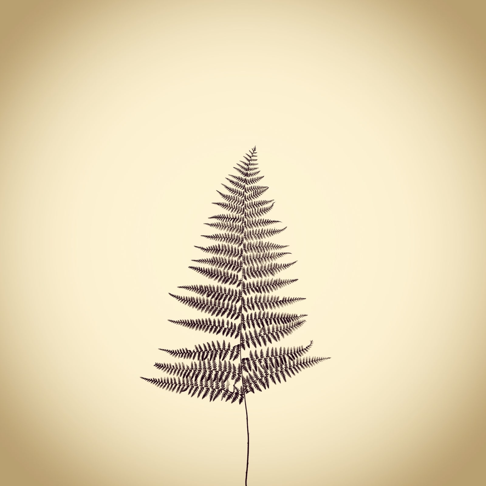 Joshua White, Fern, Order Polypodialis, 2016