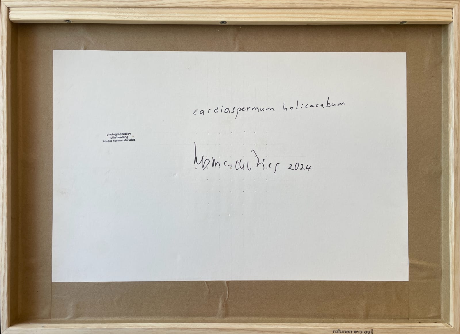 herman de vries, cardiospermum halicacabum, 2024