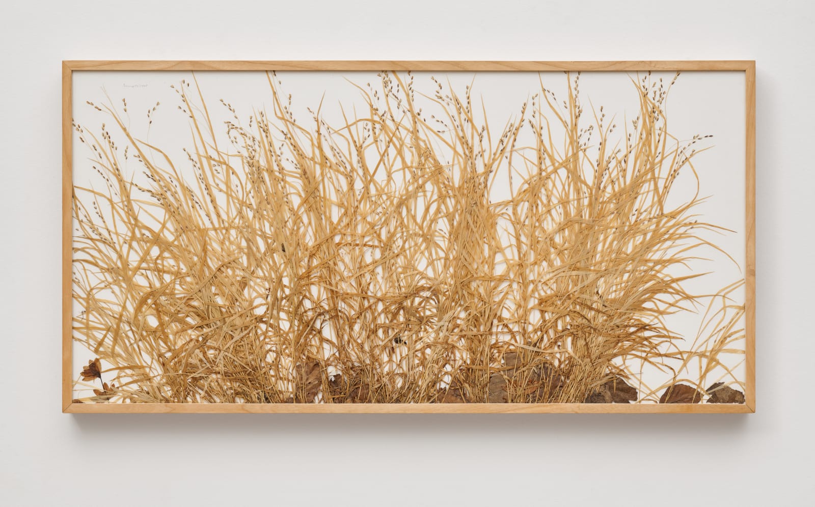 herman de vries, perlgras - melica, coll. 14.05.2005 bei heumannsknuck, 2005