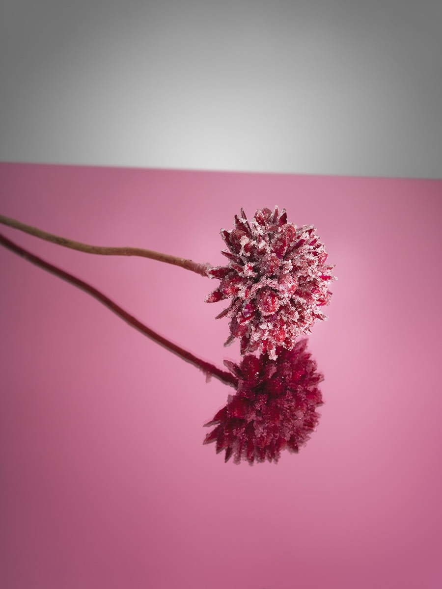 Sean Fader, Sugar Coated Flower, 2023