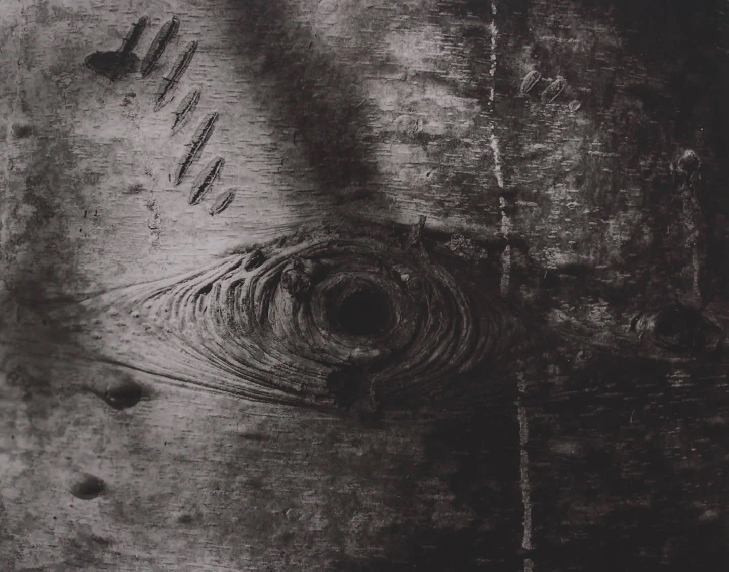John Blakemore, From "Premonitions" (Tree Bark, Beorgie Wood, N. Scotland), 1974