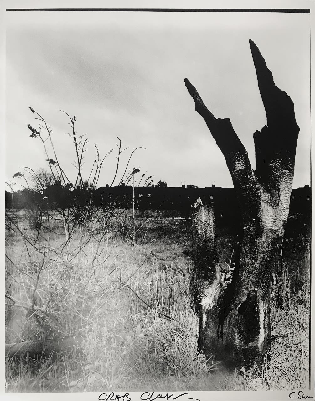 Chris Shaw, Weeds of Wallasey (Crab claw), 2007-2012