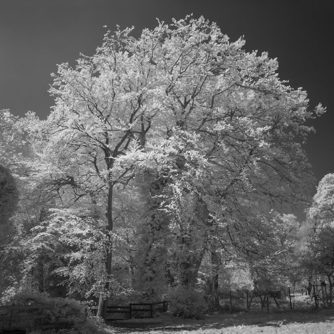 John Davies, 165T Sycamore Tree (for removal), 2018