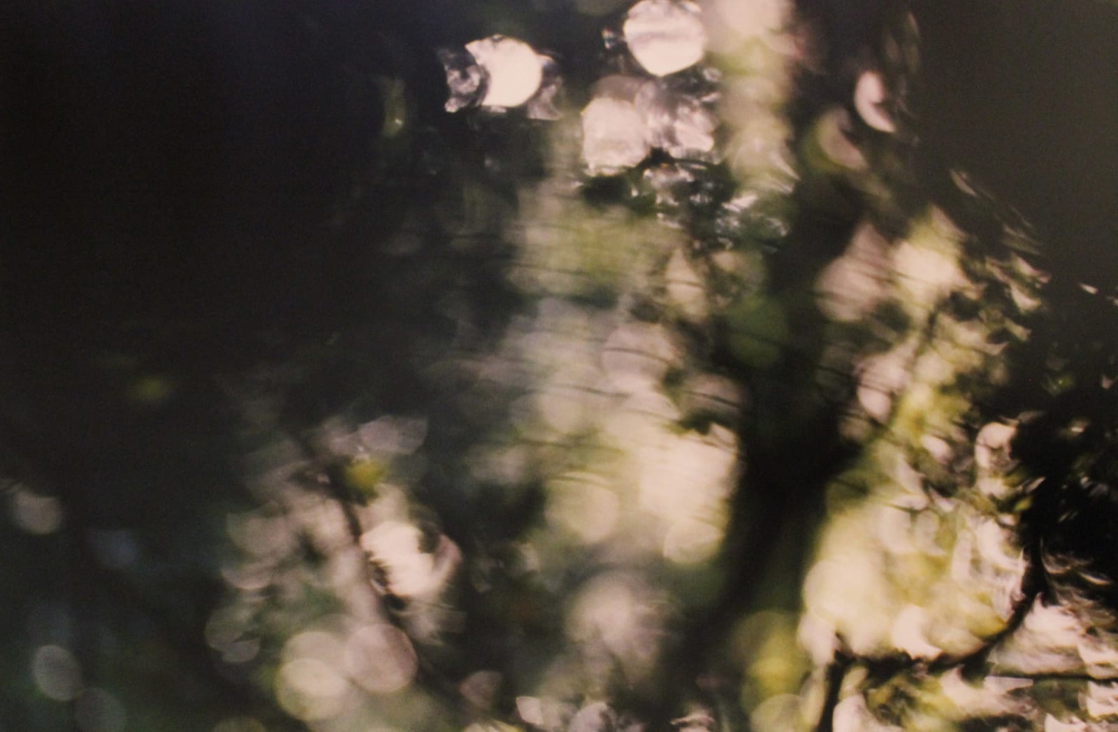 John Blakemore, From the "Luminous Garden" series, 1999