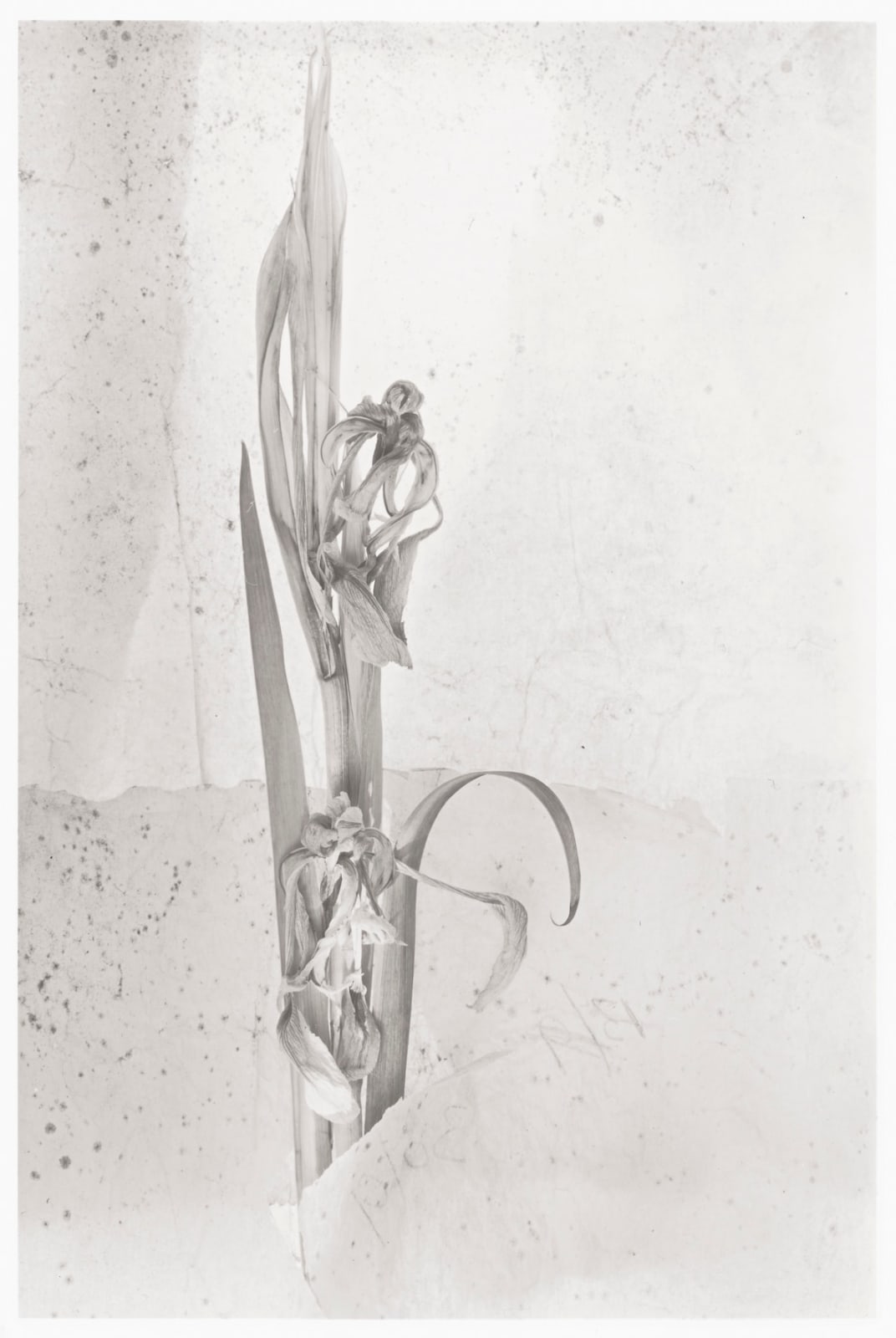 John Blakemore, from Cut Flowers (Iris), 1983