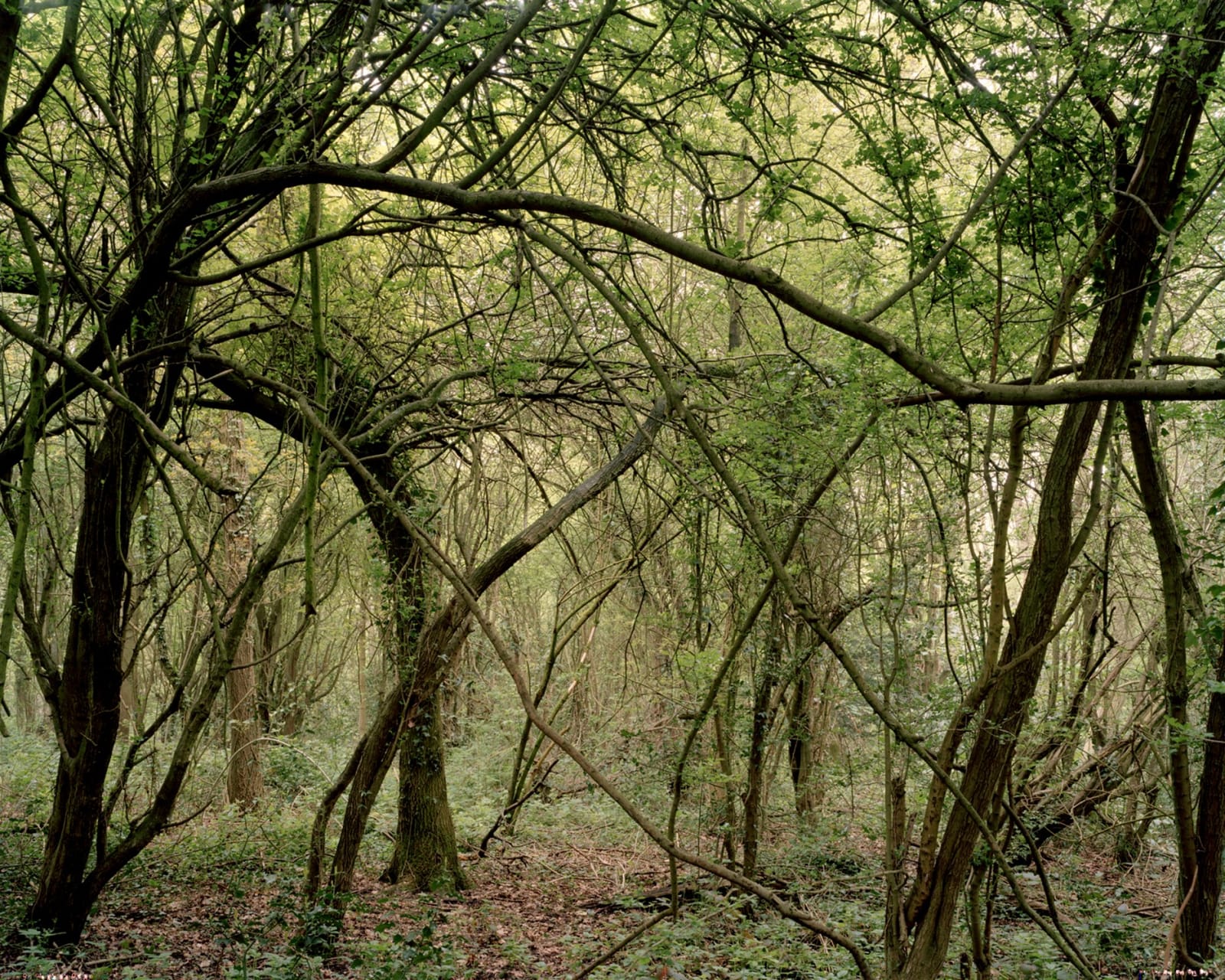 Mark Power, A System of Edges (26 Different Endings) 26 (P146 > W), 2005