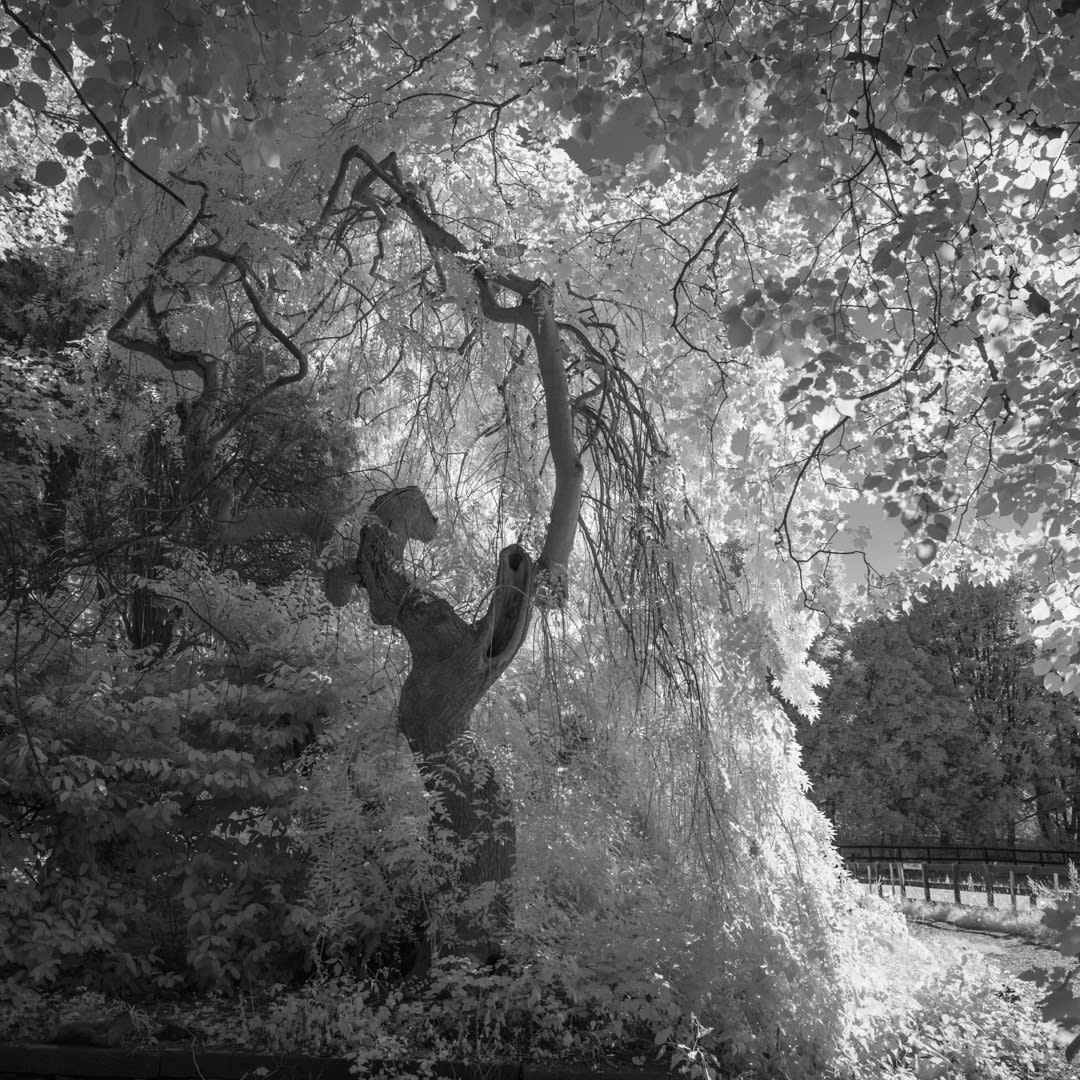 John Davies, 77T/02 Weeping Ash (for removal), 2018