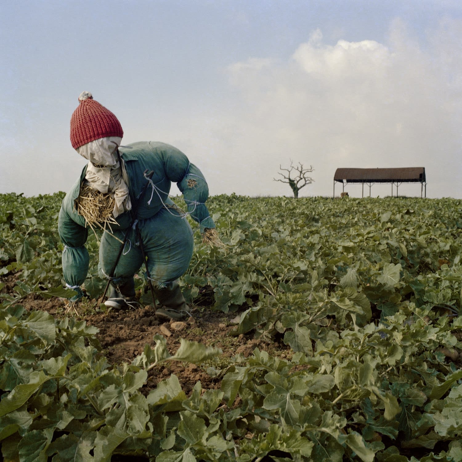 Peter Mitchell, Scarecrow, 2016