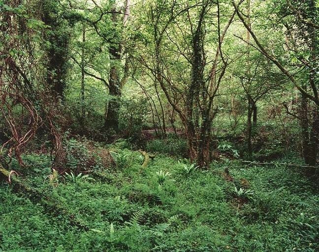 Jem Southam, The Painter's Pool, 02 June 2002 (left), 2002