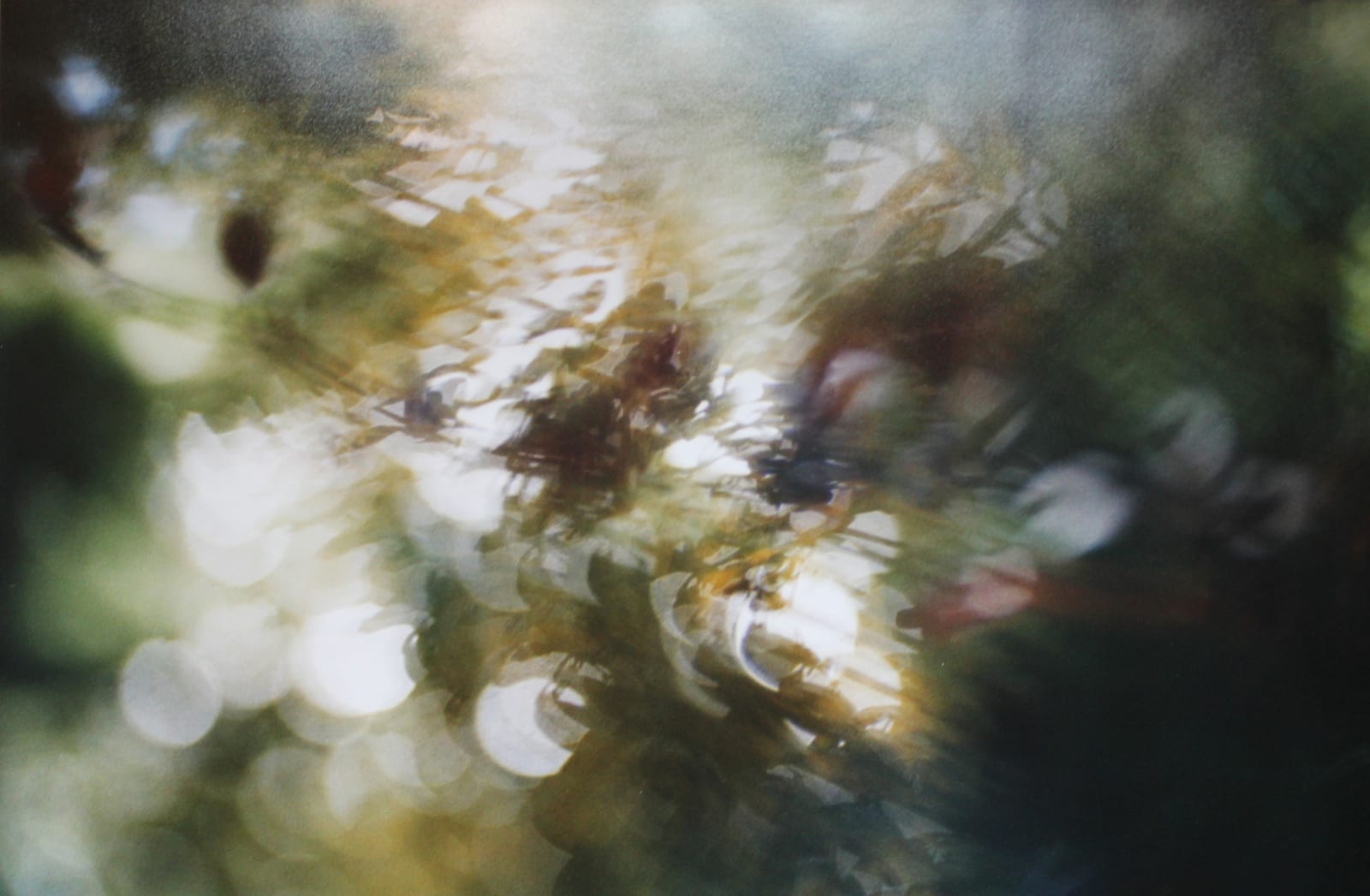 John Blakemore, From the series "The Luminous Garden", 1999