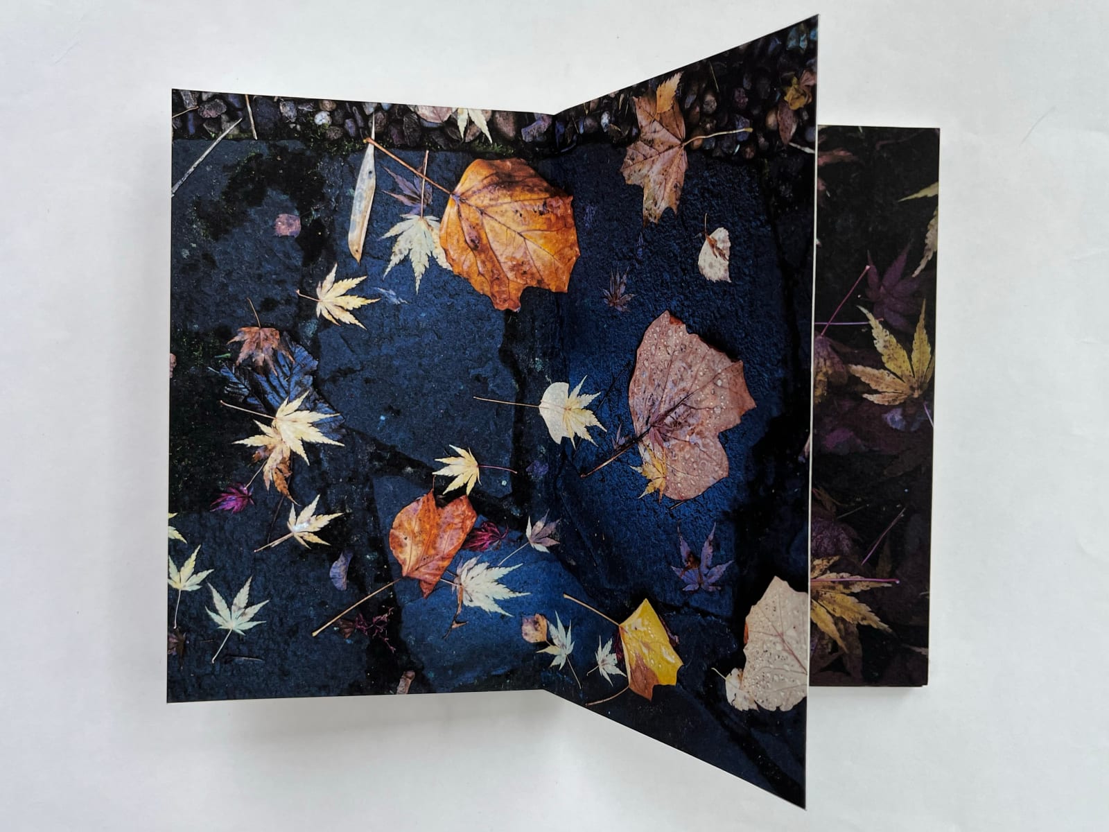 John Blakemore, Leaf / Fall, 2017