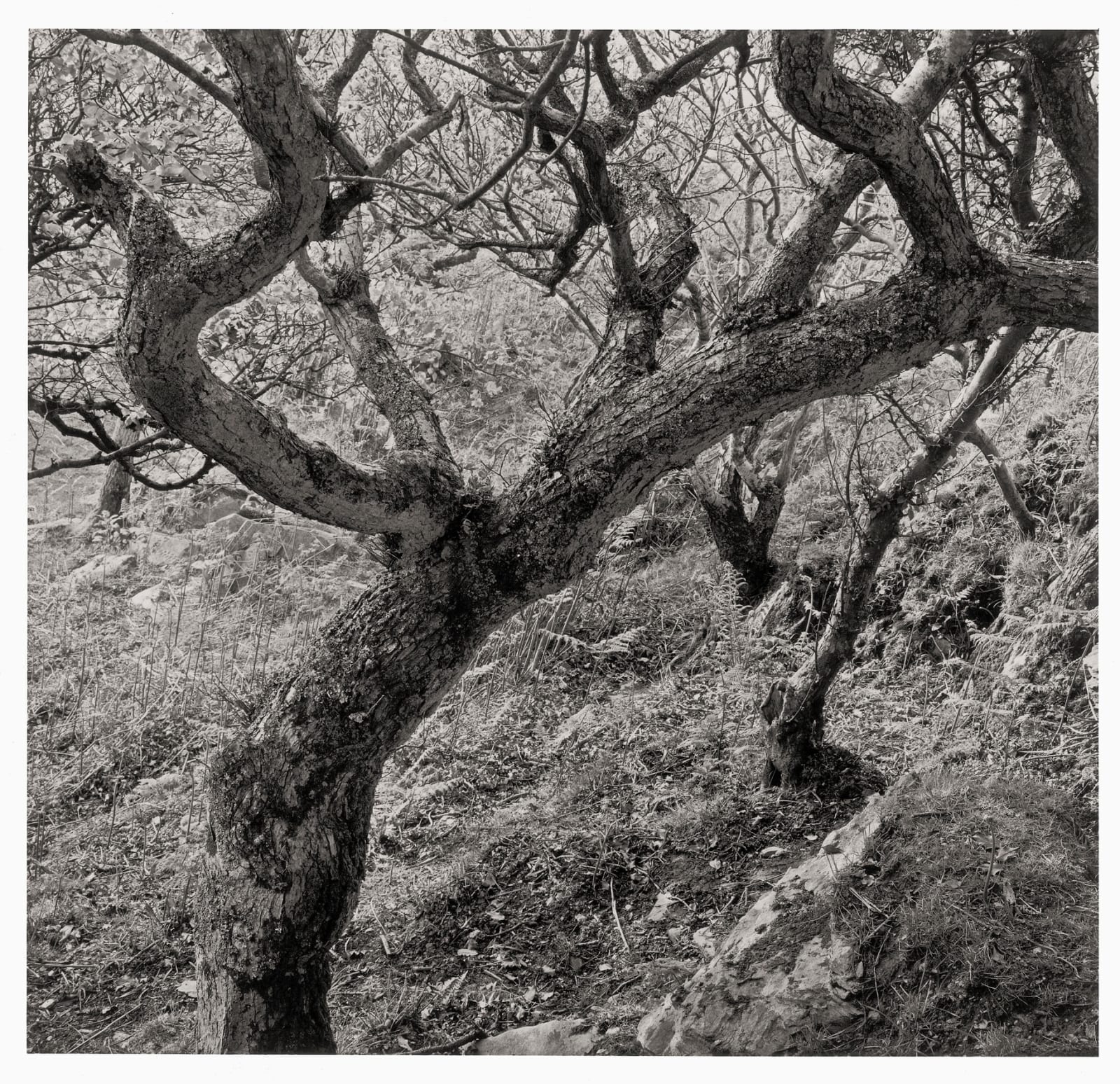 John Blakemore, From "Wounds of Trees" , 1970