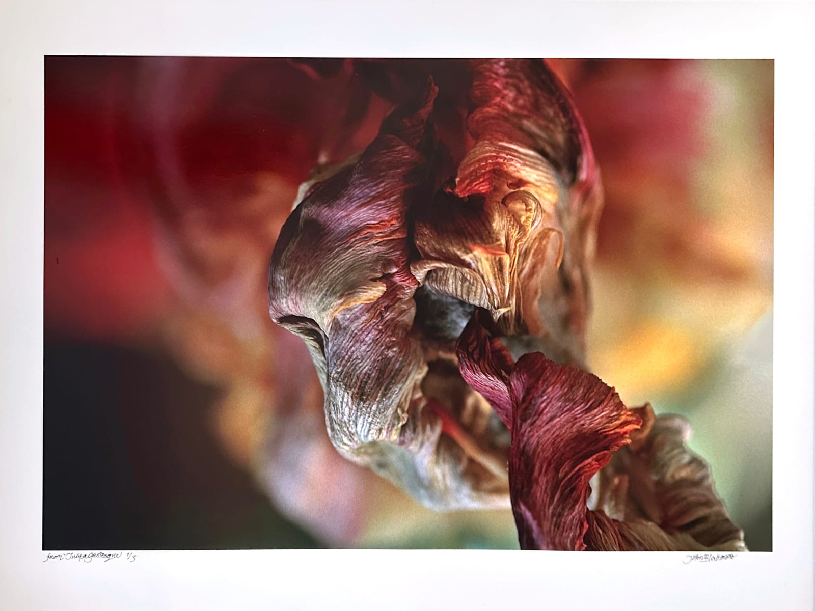 John Blakemore, Tulipa Grotesque, 2008