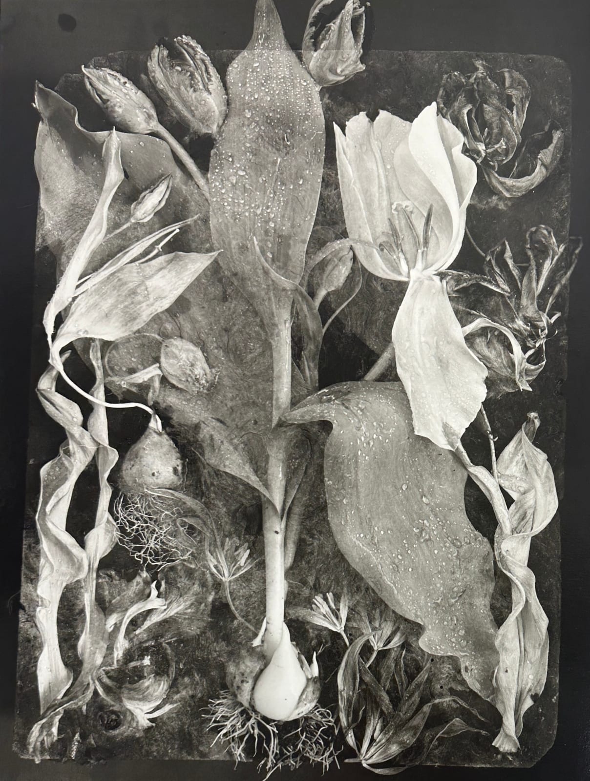 John Blakemore, Tulipa - The Generations' No.14, 1994