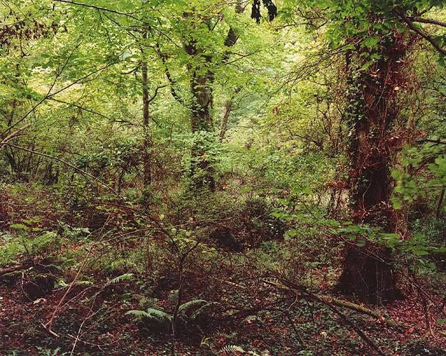 Jem Southam, The Painter's Pool, 16 September 2003, 2003