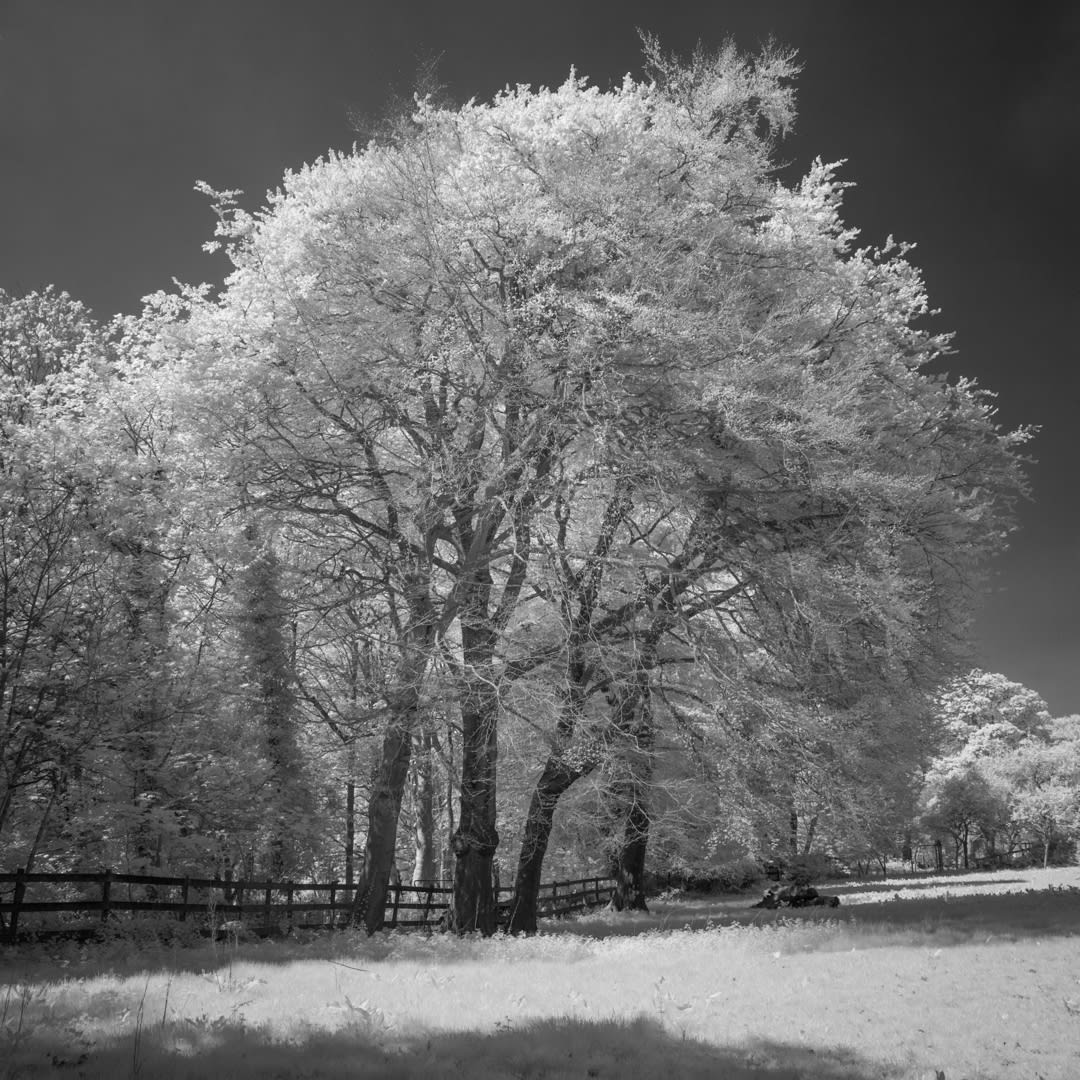 John Davies, 162T Beech Tree (for removal), 2018