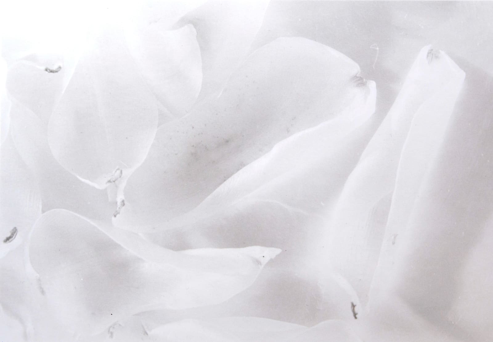 John Blakemore, Tulipa - Petals, 1993