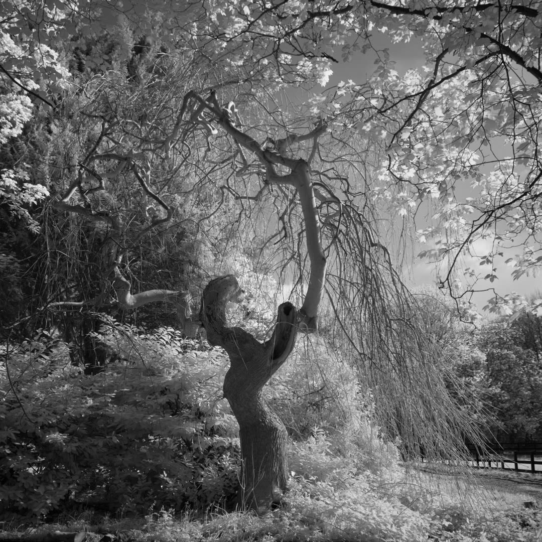 John Davies, 77T/01 Weeping Ash (for removal), 2018