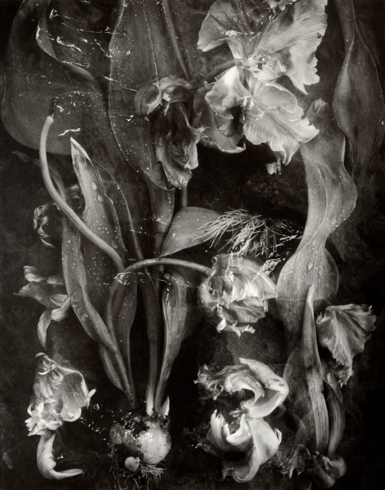 John Blakemore, Tulipa - Mutations No. 5, 1992