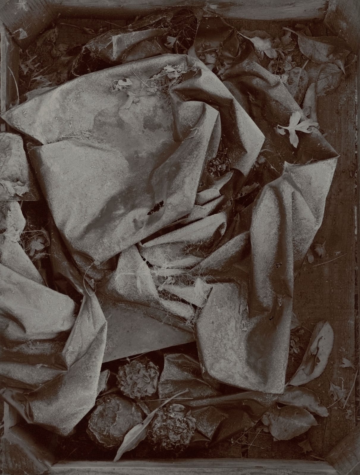 John Blakemore, Apple / Time No.3 from the series "The Neglected Garden", 1980