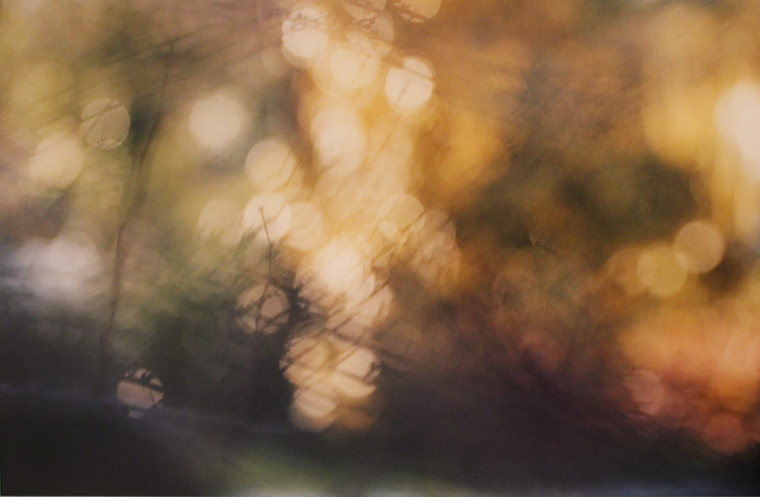 John Blakemore, From the "Luminous Garden" series, 1999