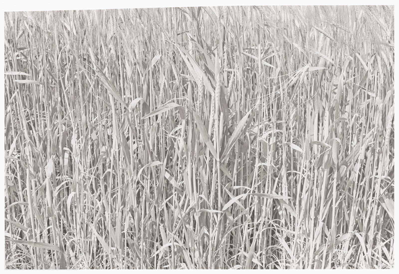 John Blakemore, From "England's Glory" (Near Fulbeck), 1984