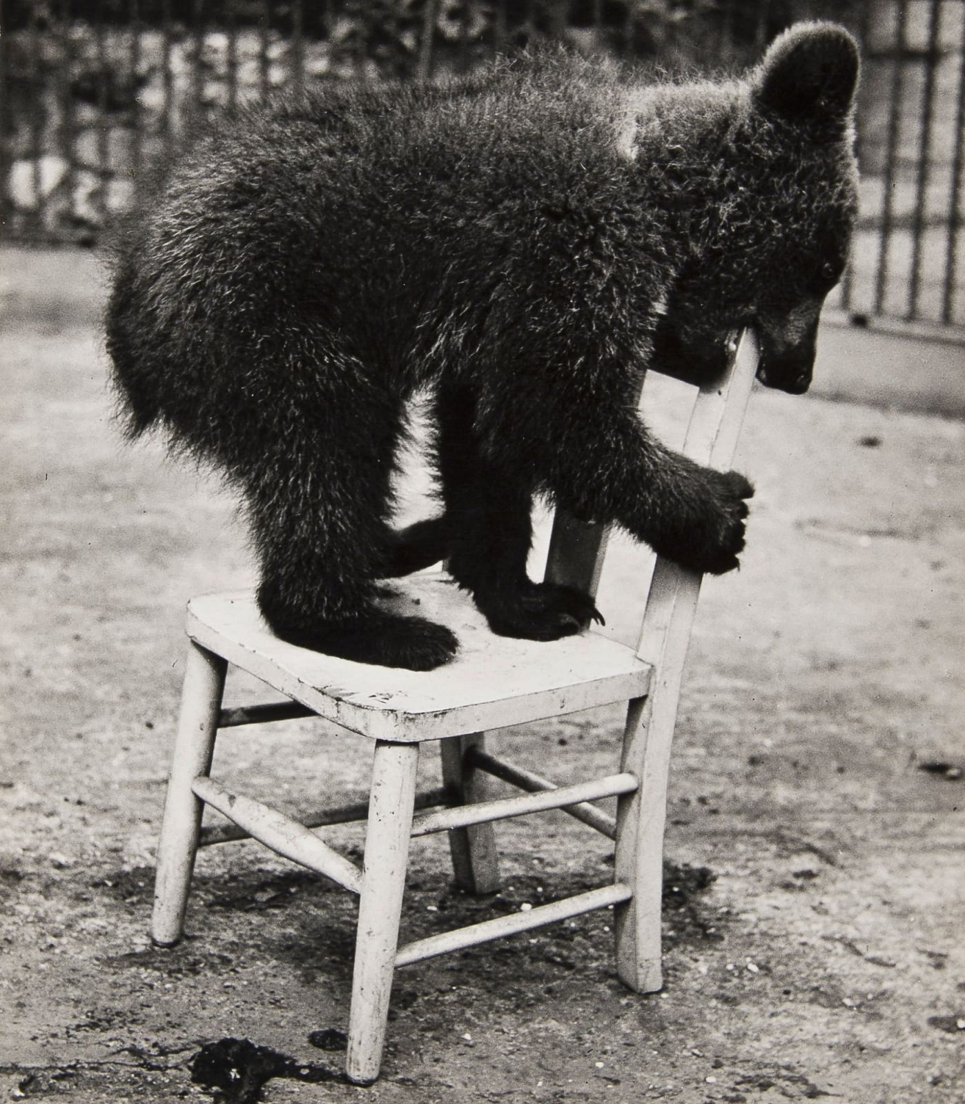 Wolfgang Suschitzky, Bear, Whipsnade Zoo, 1939