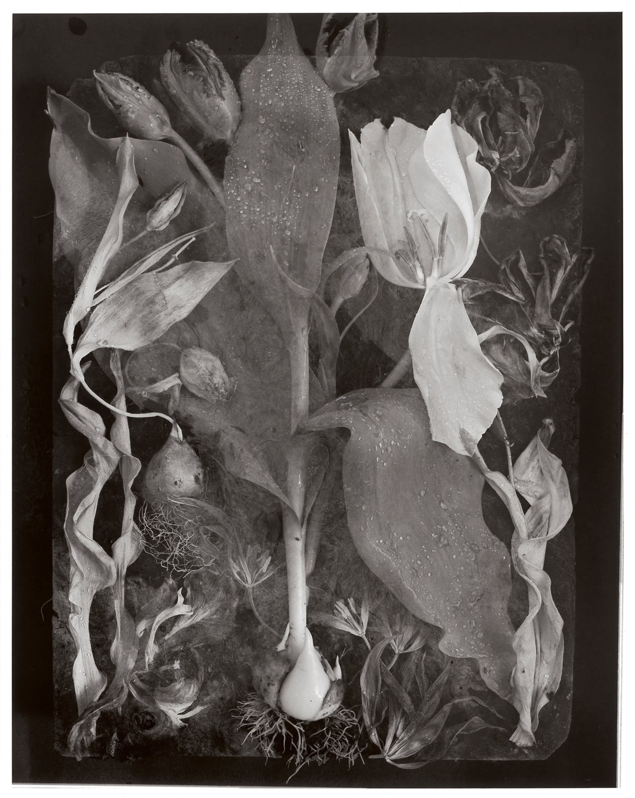 John Blakemore, Tulipa - The Generations' No.14, 1984