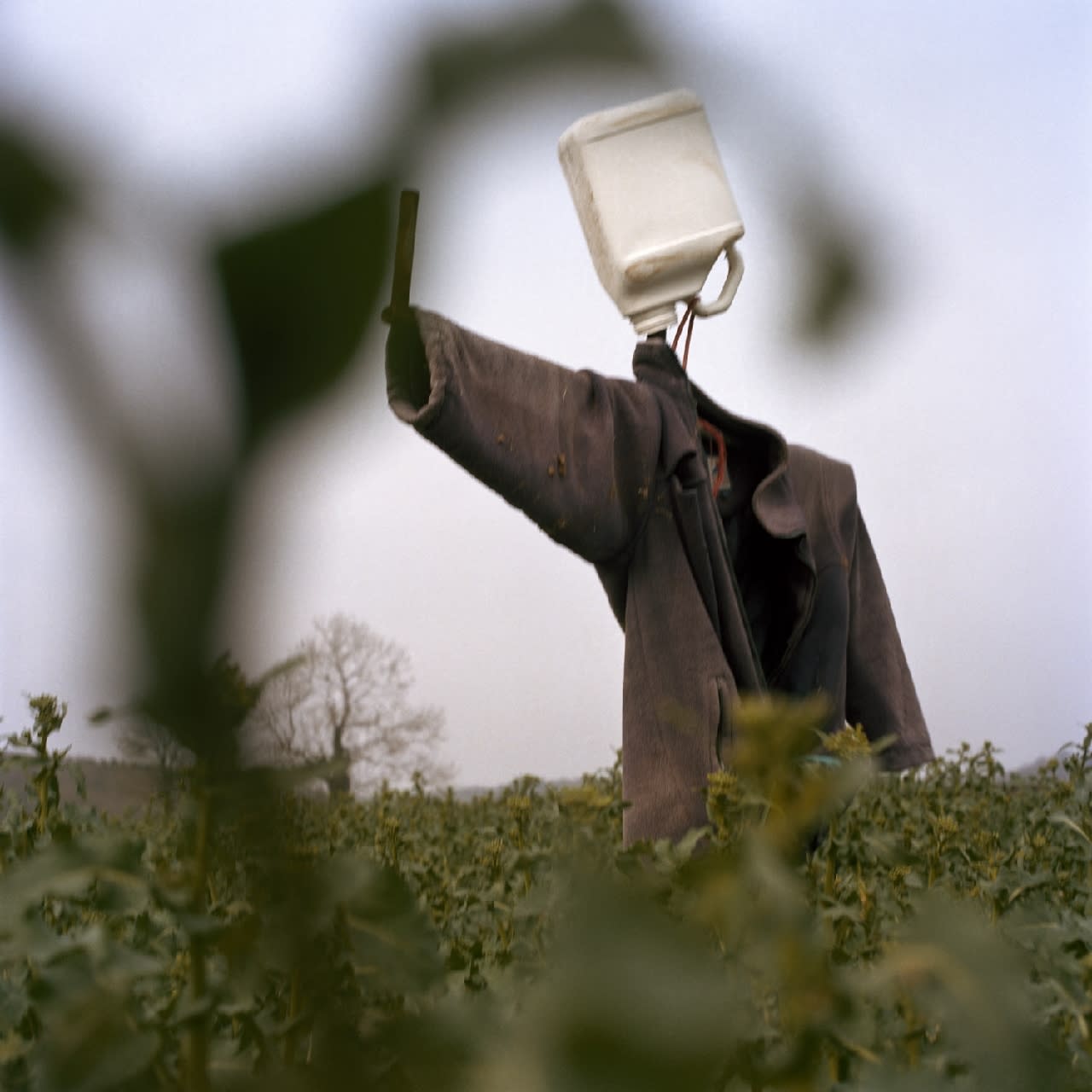 Peter Mitchell, Scarecrow, 2016