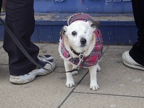 The Caravan Gallery, One eyed dog, 2002
