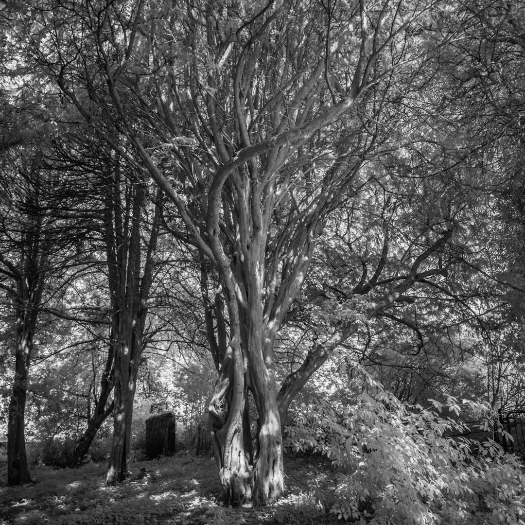 John Davies, 64T Yew Tree (for removal), 2018