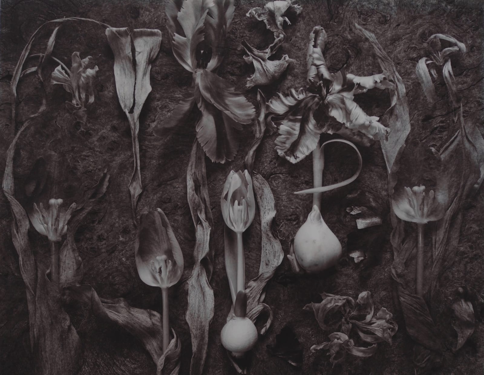 John Blakemore, Tulips - Mutations No. 3, 1991