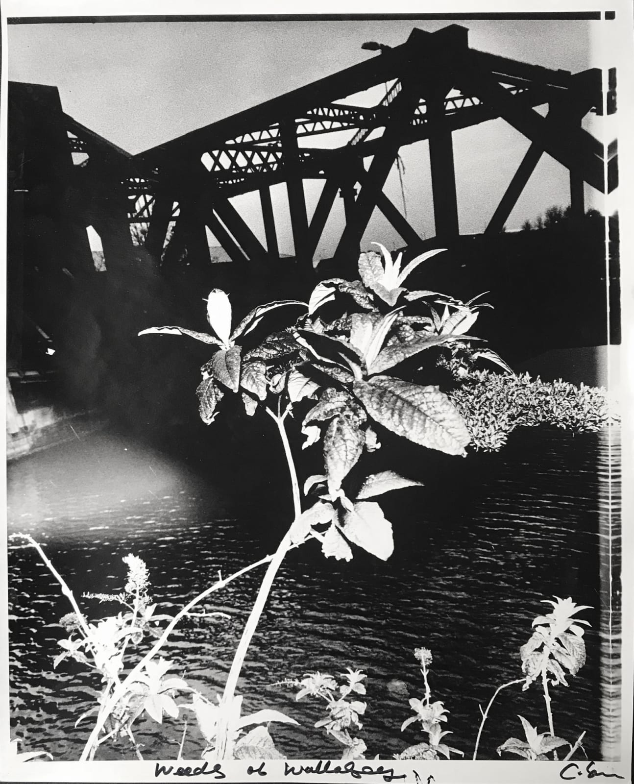 Chris Shaw, Weeds of Wallasey (Flower and Bridge), 2007-2012