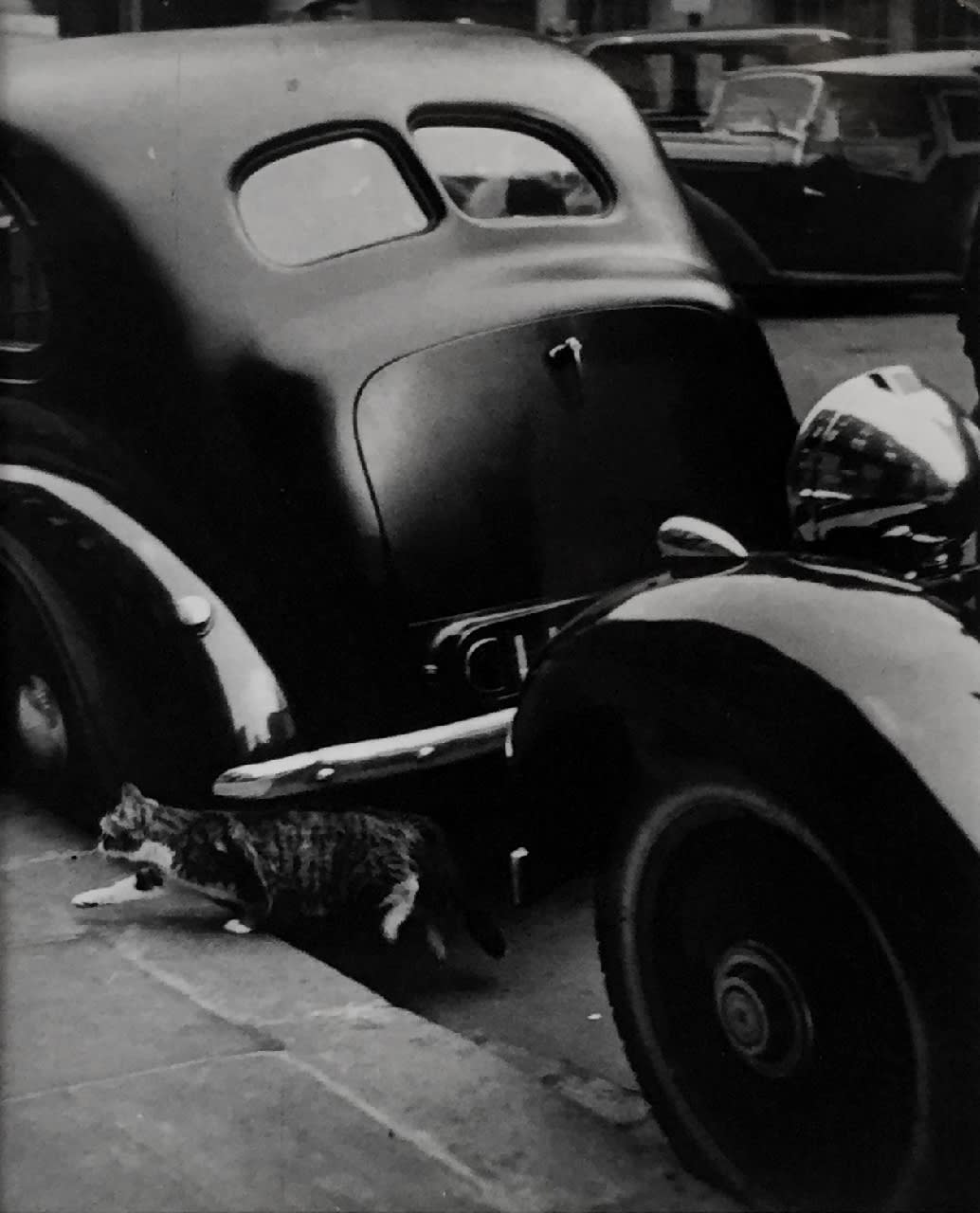 Thurston Hopkins, Cats of London, 1951