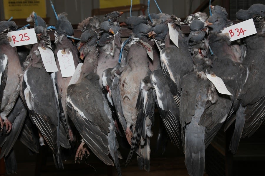 Ken Grant, The Birdhouse, 2012