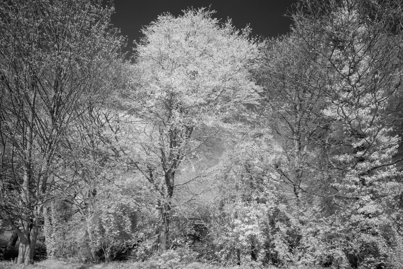 John Davies, 32T and 33T Holly and Beech (for removal), 2018