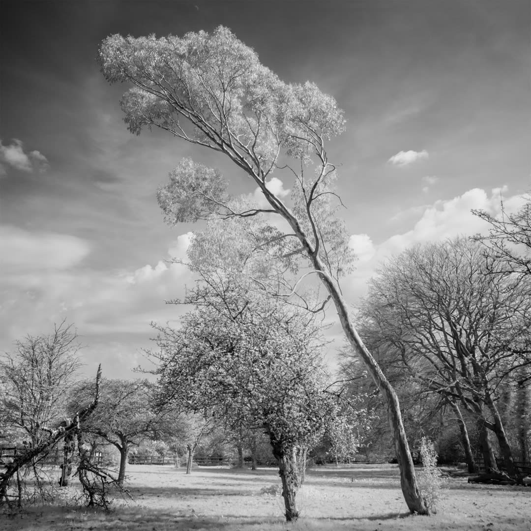 John Davies, 167G/03 Eucalyptus (for removal), 2018