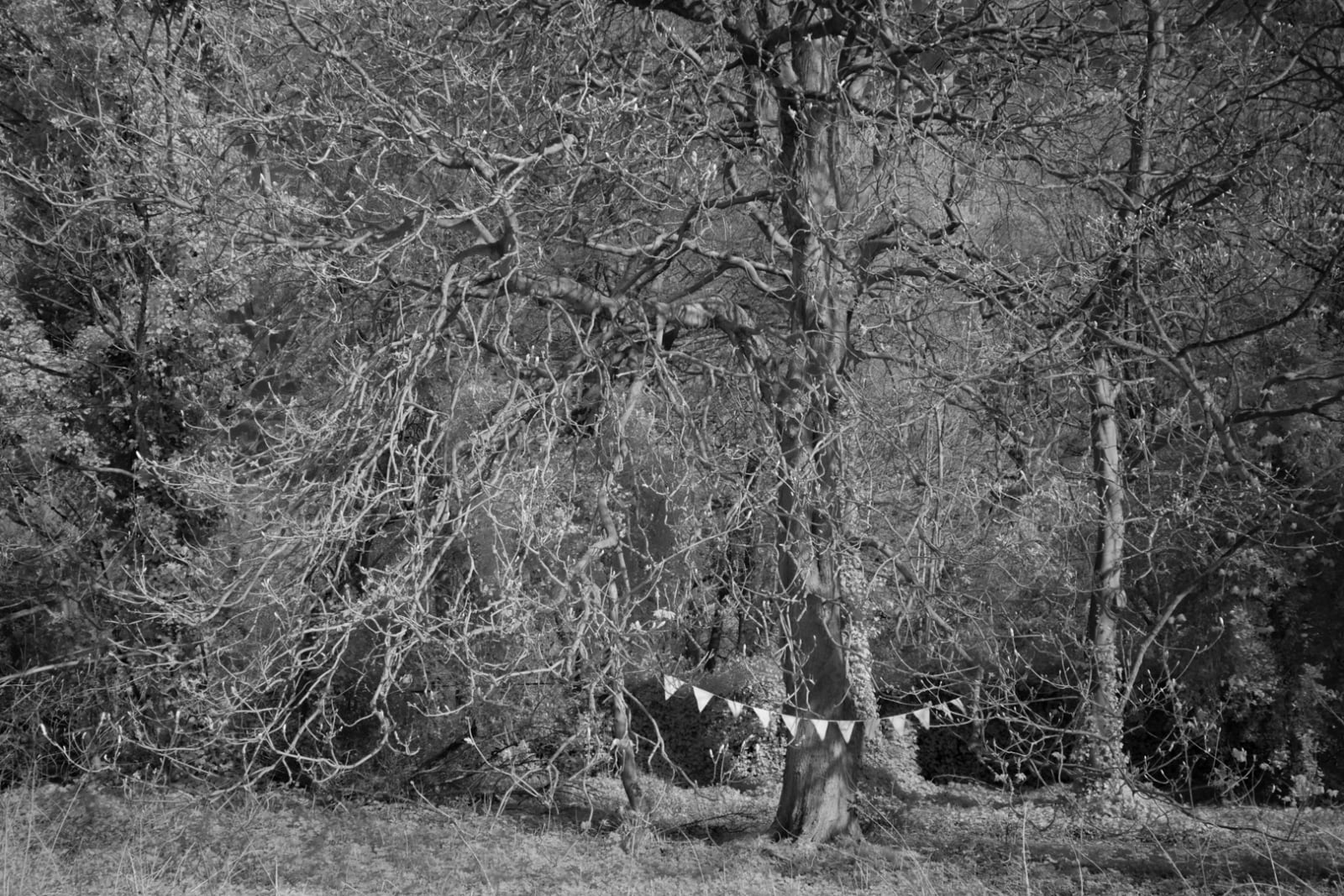 John Davies, 149T Horse Chestnut (for removal), 2018