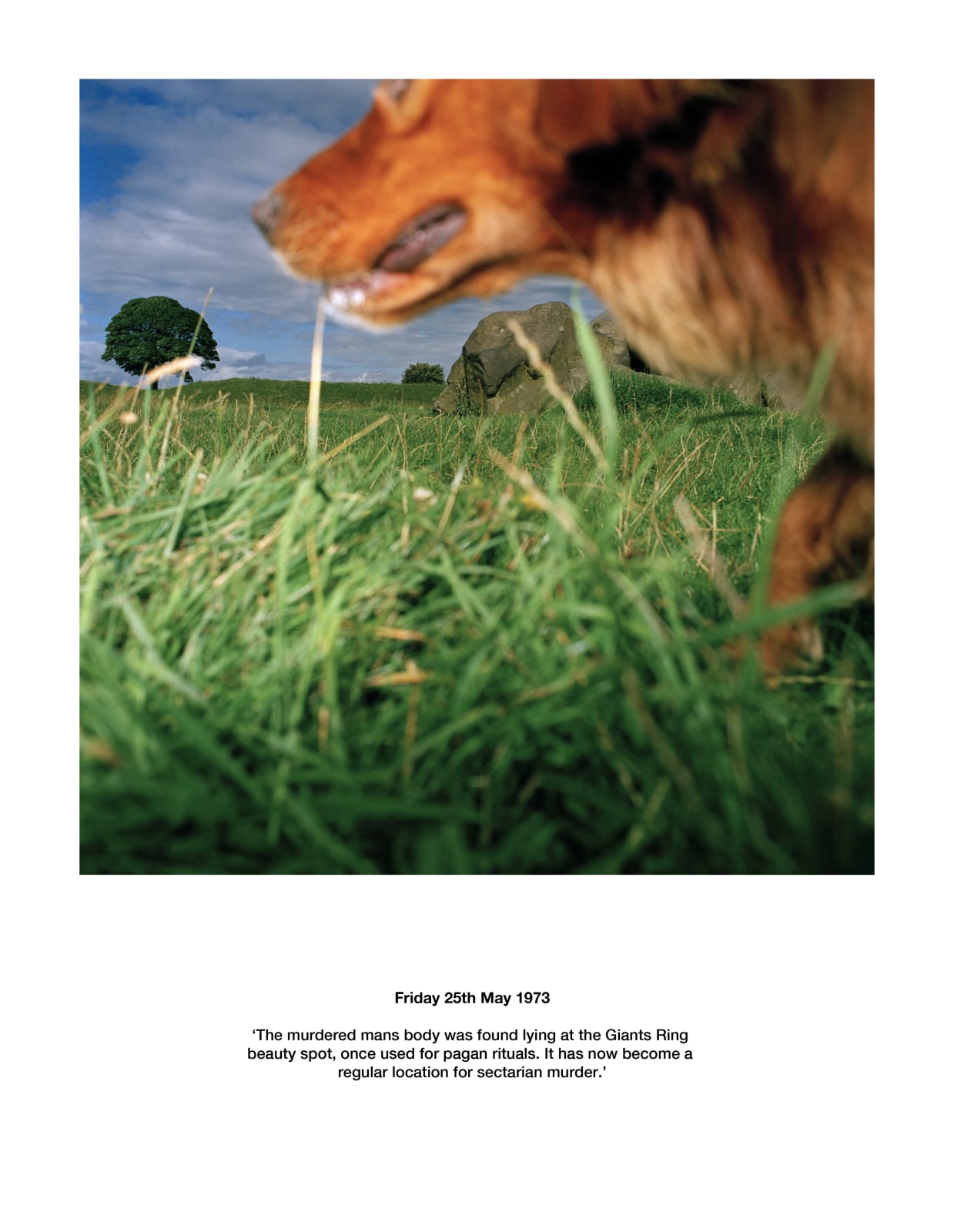 Paul Seawright, Dog (from Sectarian Murder), 1988